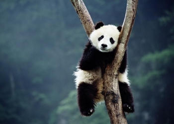 Panda cub (Ailuropoda melanoieca) sleeping in tree,  Wolong Valley, Si