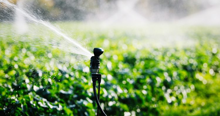 Irrigation system in function watering agricultural plants in field