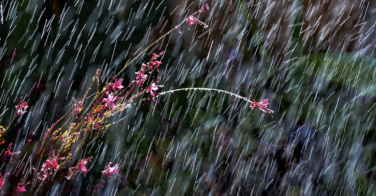 Целый день шел мелкий дождь. Ситник дождь. Весенний дождь. Летний ливень.