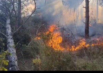 SULTANGAZI SULTANGAZI SEHIR ORMANLARI HACI BEKTAS-I VELI KENT ORMANI'NDA YANGIN CIKTI. OLAY YERINE COK SAYIDA ITFAIYE VE ORMAN GENEL MUDURLUGU EKIPLERI SEVK EDILDI. HAVADAN HELIKOPTER DESTEGI DE VERILEN YANGIN, YAKLASIK 2 SAATLIK CALISMA SONRASI KONTROL ALTINA ALINDI. FOTO: ISTANBUL - DHA