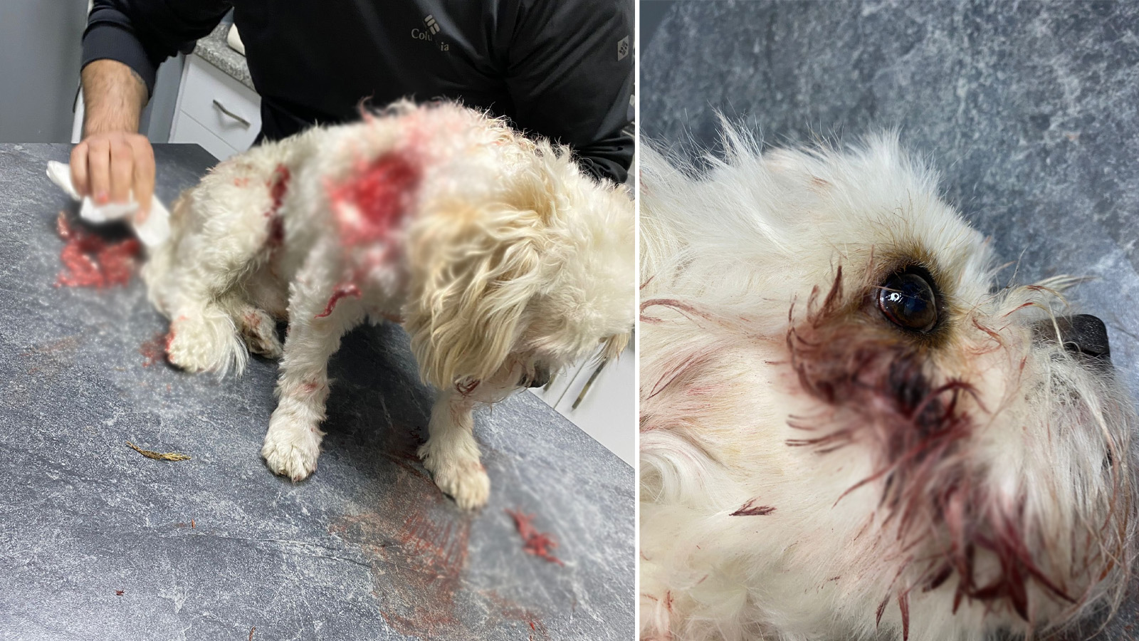 Köpeklerinim ölümüyle yıkılan aile: Banu Parlak, sen bir katilsin - Gazete Pencere