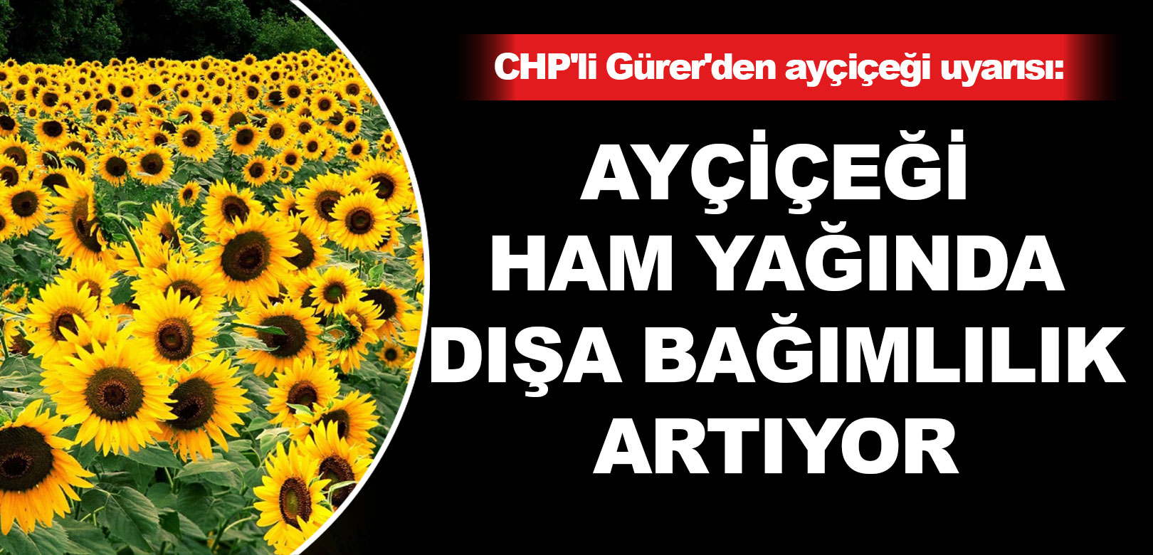 CHP’li Gürer’den ayçiçeği uyarısı: Ayçiçeği ham yağında dışa bağımlılık artıyor