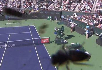 tenis-arı